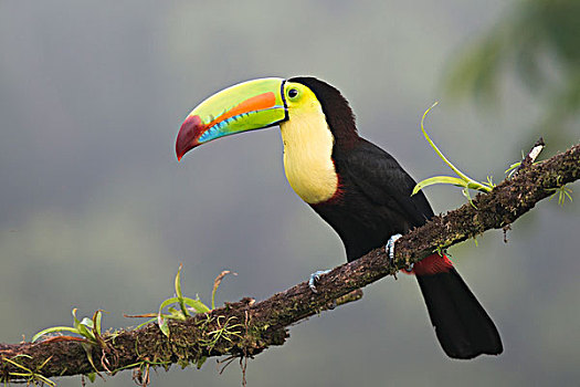 巨嘴鸟,栖息,枝条,省,哥斯达黎加,北美