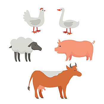 家养动物,插画,矢量,风格,设计,乡野,居民,概念,农牧,畜牧,牛奶,肉,毛织品,制作,隔绝,白色背景