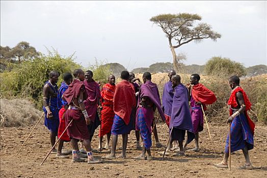 马萨伊,男人,衣服,彩色,斗篷,站立,一起,大草原,安伯塞利国家公园,肯尼亚