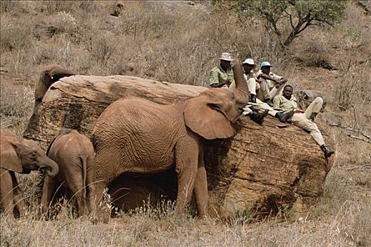 非洲象,聚集,看护,坐,东察沃国家公园,肯尼亚