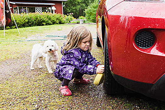3岁,女孩,洗,红色,汽车,小,白色,狗,看,瑞典