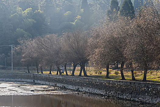 树,蓝天,田野,山,背景,牛,寺庙,村庄,山岗,河,池塘,湖,水,岸