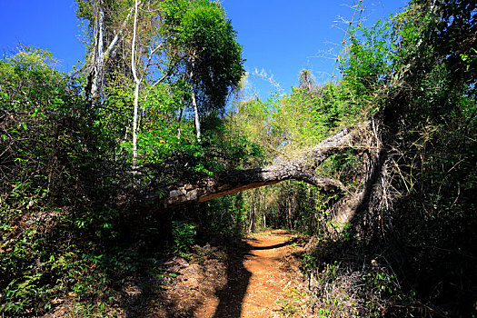 风景,干燥,树林,自然保护区,马达加斯加