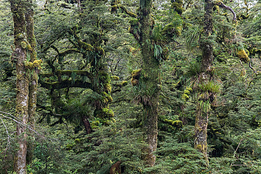 苔藓,草,树,乌雷威拉国家公园,北岛,新西兰,大洋洲