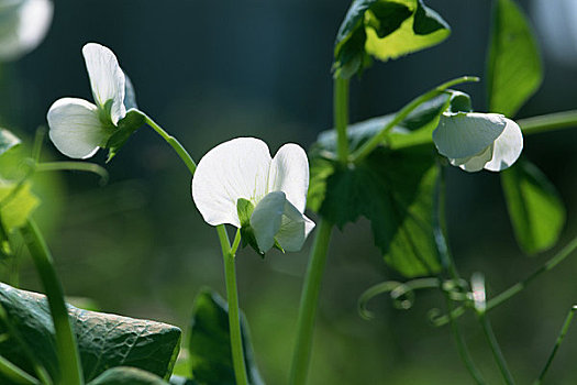 蓝色,豌豆,花