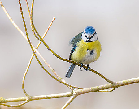 蓝冠山雀,鸟