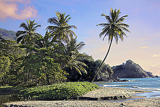 特立尼达和多巴哥,多巴哥岛,岛屿,东海岸