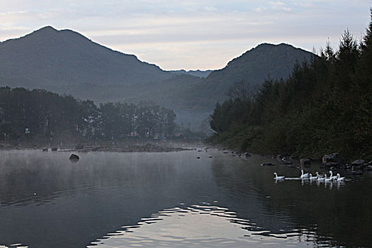 湖,水面,雾气,蒸腾,白雾,水蒸气,缥缈,仙境,灵性,家禽,鸭子,鹅,游动,自在,安静,自然,风光