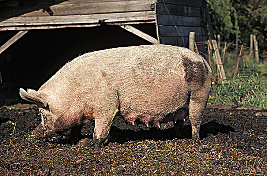 猪,母猪,农场,不列颠哥伦比亚省,加拿大