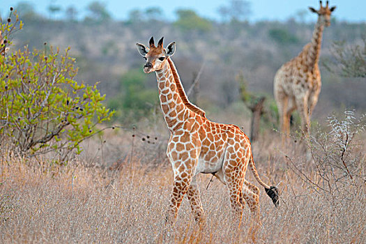 长颈鹿,成年,幼兽,走,干草,克鲁格国家公园,南非,非洲