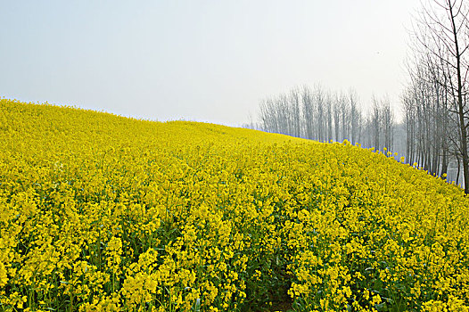 油菜花与树木