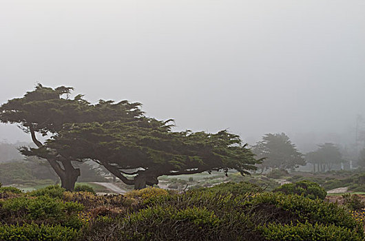 风,柏树,雾,加利福尼亚,美国