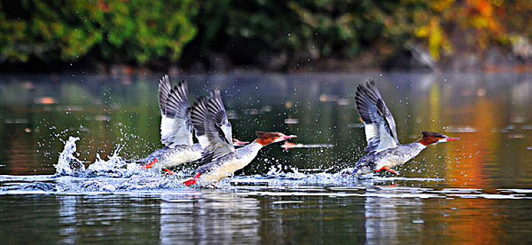 鸭子,普通秋沙鸭,飞起,湖,安大略省,加拿大