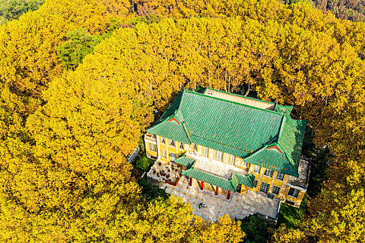 航拍南京钟山风景名胜区美龄宫法国梧桐树茂密