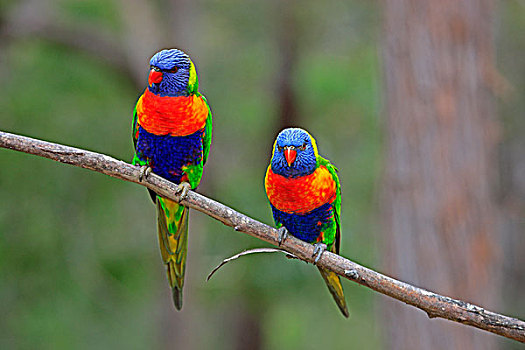 彩虹,两个,成年,树,澳大利亚