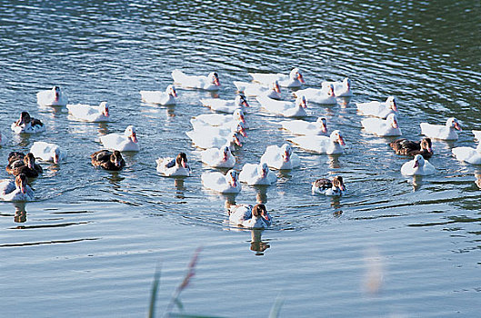 一群鸭子在水面