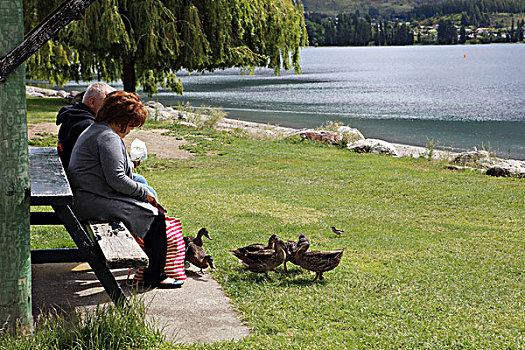 瓦纳卡湖畔喂鸭子