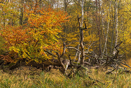 秋天,冲积,树林,死,木头,老,松树,自然保护区,黑森州,德国,欧洲