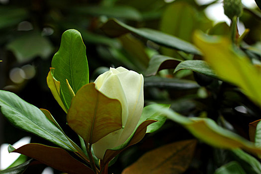 大玉兰花,白色,绿化植物,树木