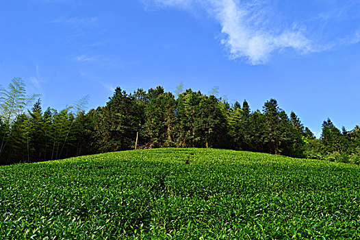 茶山