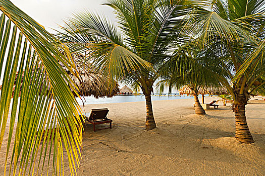 棕榈树,沙滩,伯利兹