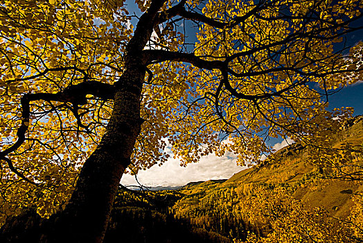 白杨,秋天,黄色,蓝天,绵羊,山谷,国家公园,艾伯塔省,加拿大