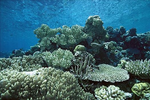 硬珊瑚,花园,浅水,所罗门群岛