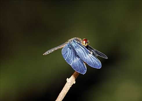 蜻蜓,哥斯达黎加