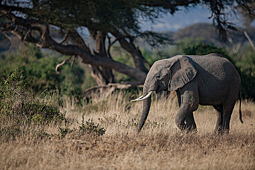 非洲大象105