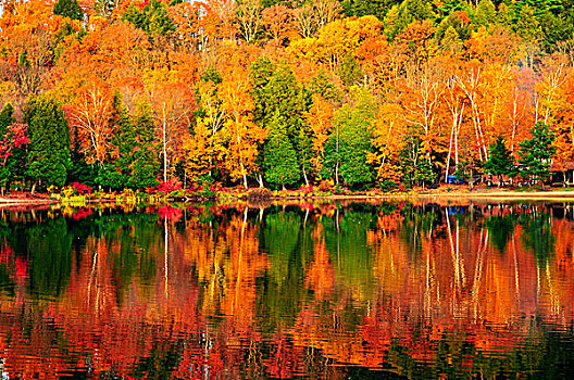 树林,彩色,秋天,树,反射,平静,湖