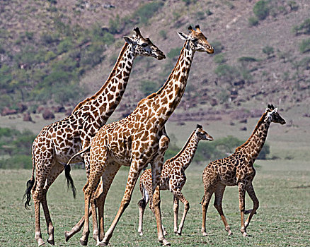 非洲,坦桑尼亚,长颈鹿,恩戈罗恩戈罗,保护区