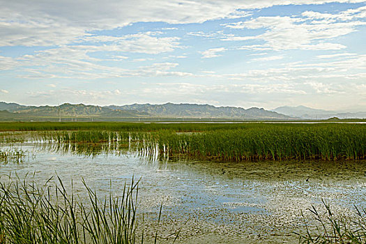 湿地芦苇