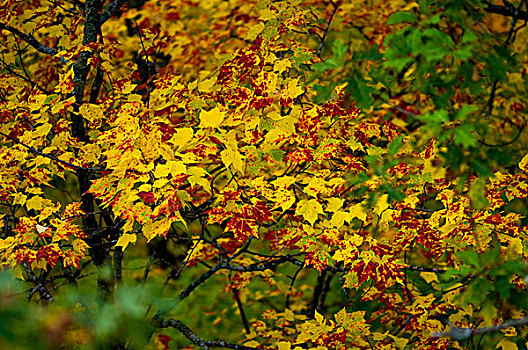 美国,明尼苏达,州立公园,秋色