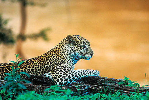 豹,原木,靠近,河,国家,保存,肯尼亚
