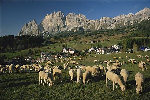 山,绵羊,意大利