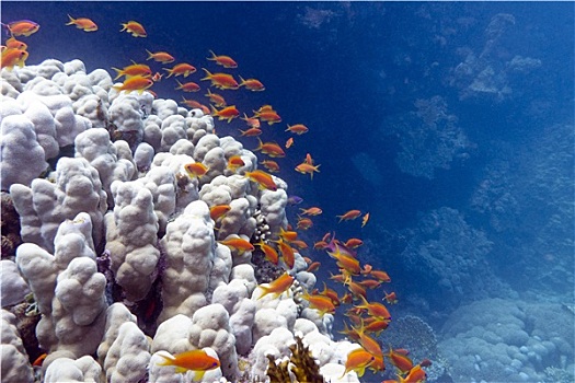 珊瑚礁,异域风情,鱼,珊瑚,仰视,热带,海洋,蓝色背景,水,背景