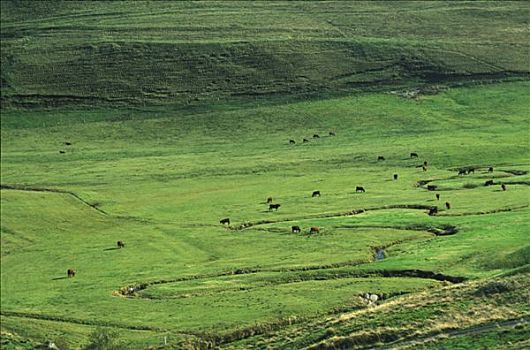 高原,母牛,草场,靠近,弯曲,河