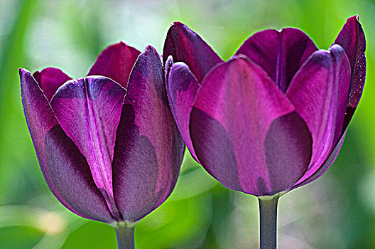 两个,紫罗兰,郁金香