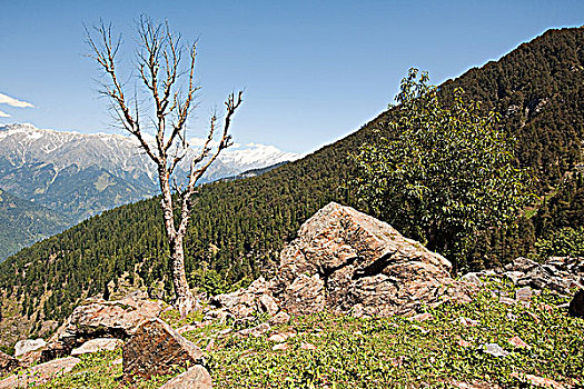 树,喜马拉雅山,山谷,喜马偕尔邦,印度