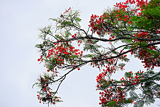 四川攀枝花的热带植物,凤凰木