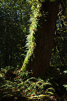 苔藓,树,奥林匹克国家公园,华盛顿,美国