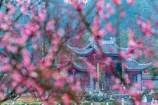 重庆南川,红梅花开迎春到