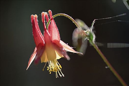 耧斗菜,毛莨科,花,明尼苏达