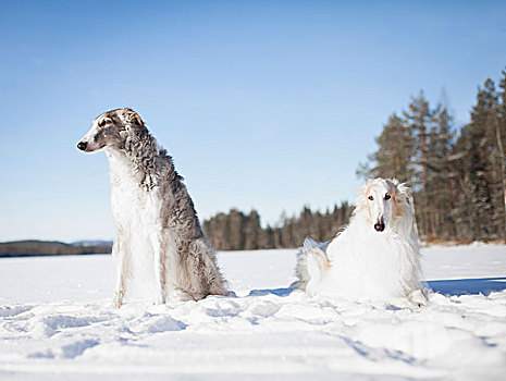 狗,看别处,休息,雪中,遮盖,地点,清晰,蓝天