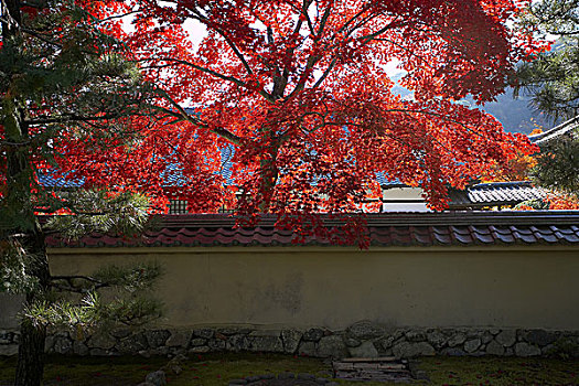 秋天,京都
