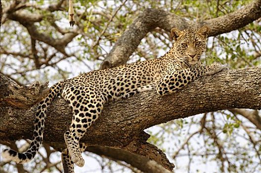豹,靠近,塞伦盖蒂国家公园,坦桑尼亚,非洲