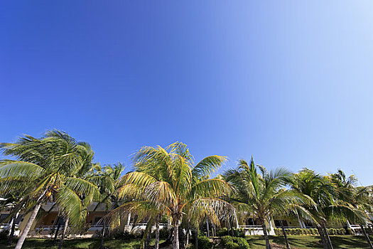 棕榈树,胜地,瓦拉德罗,古巴