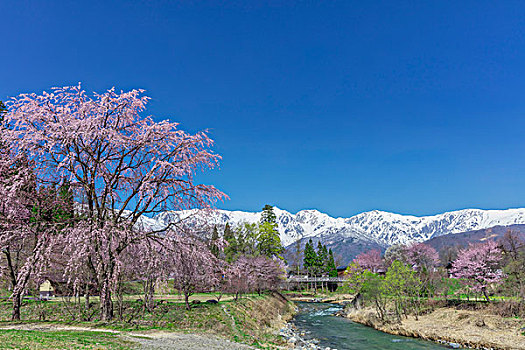 樱花,北方,阿尔卑斯山,朝日