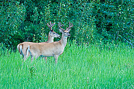 白色,尾部,鹿,白尾鹿,站立,艾伯塔省,加拿大