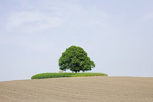 孤木,地点,修威林,梅克伦堡州,德国